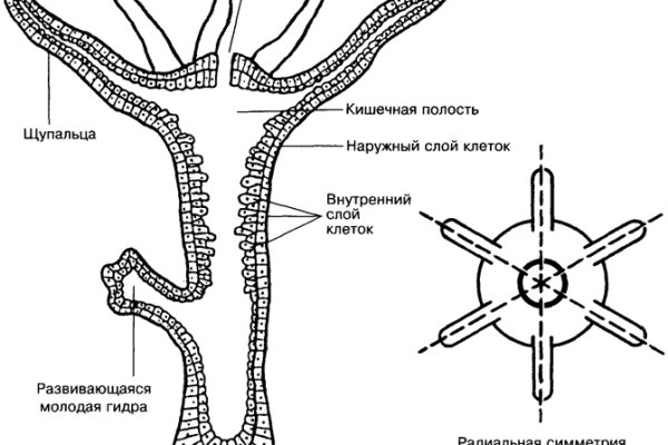 Kraken сайт kraken zerkalo